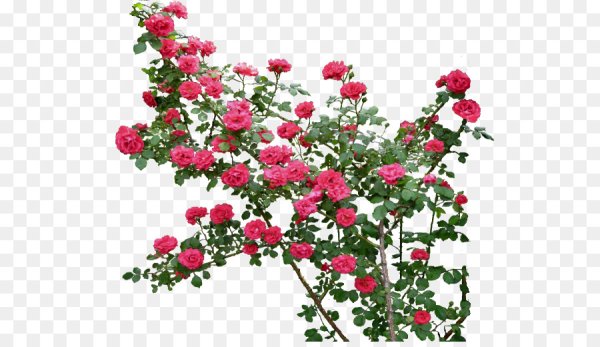 Роза плетистая куст