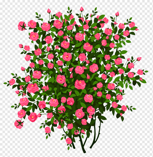 Кустовая роза кустарник