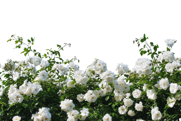 Кустовые розы на белом фоне