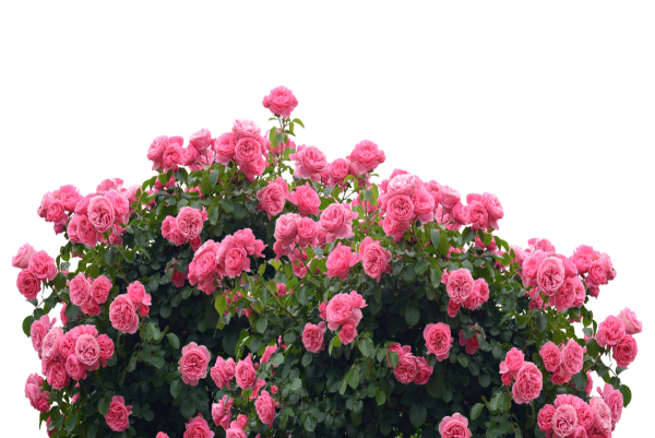 Роза кустовая плетистая