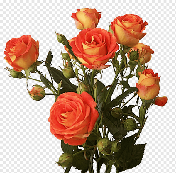 Кустовая роза Роуз