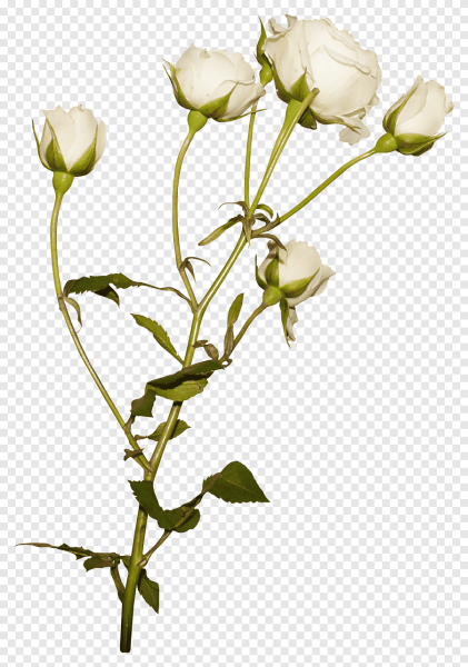 Белые цветы на длинном стебле