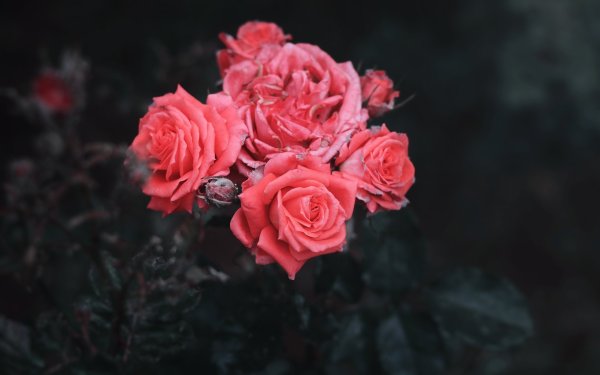 Кустовые розы на черном фоне