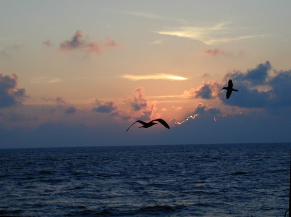 Птицы летающие над морем