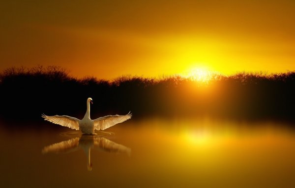 Закат над озером птицы