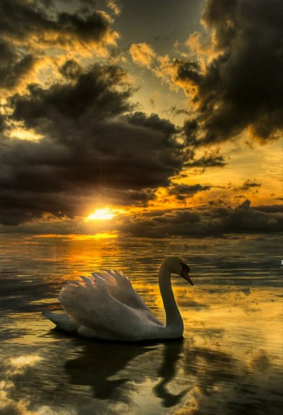 Лебеди на фоне солнца