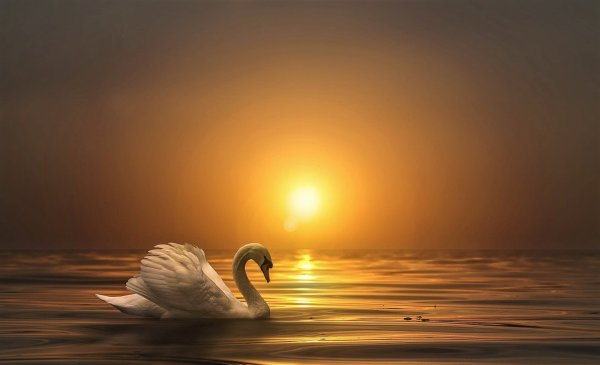 Лебеди на закате