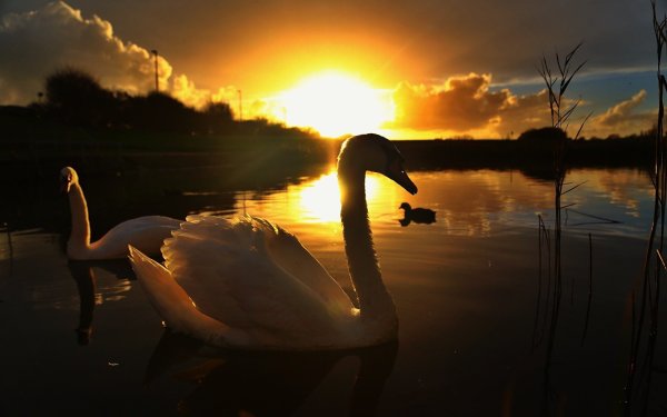 Закат на озере лебедями