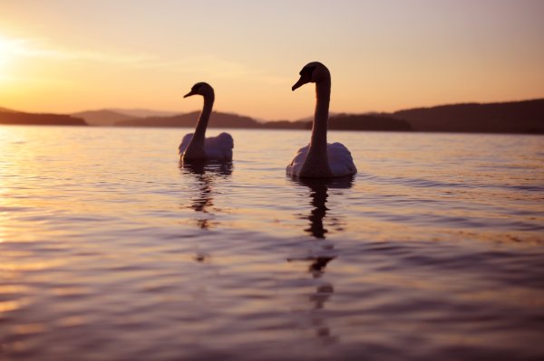 Лебеди на закате картинки