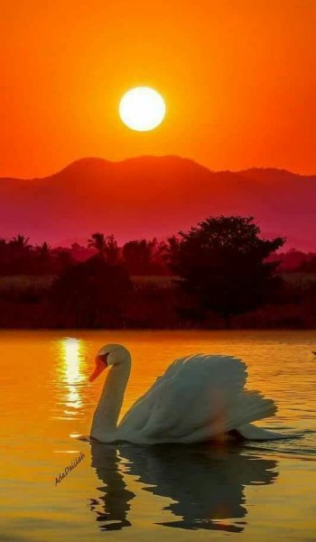 Лебеди на закате