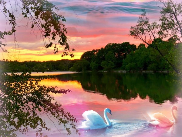Пейзажи с лебедями на озере