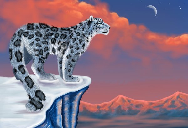 Снежный Барс леопард Snow Leopard Ирбис