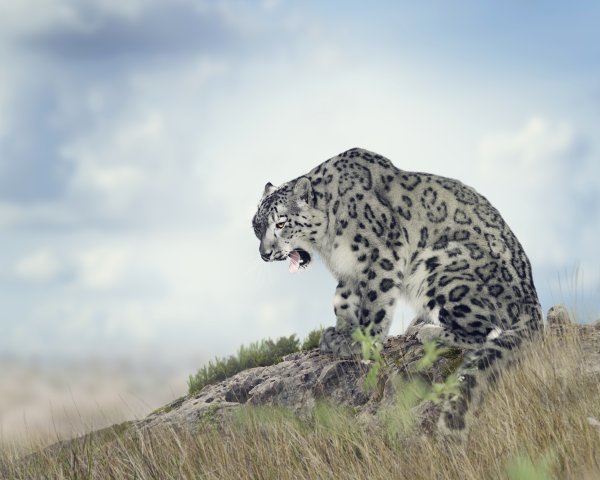 Снежный Барс леопард Snow Leopard Ирбис