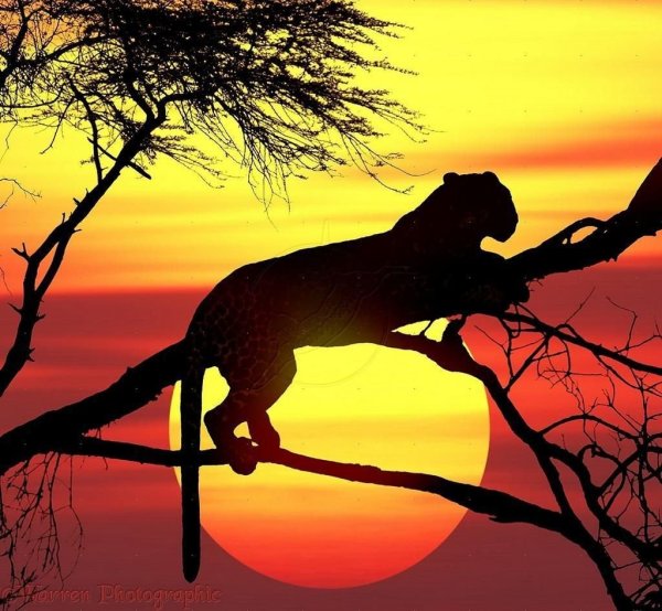 Леопард на фоне заката