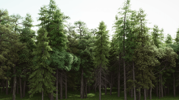 Арбековский лес хвойные