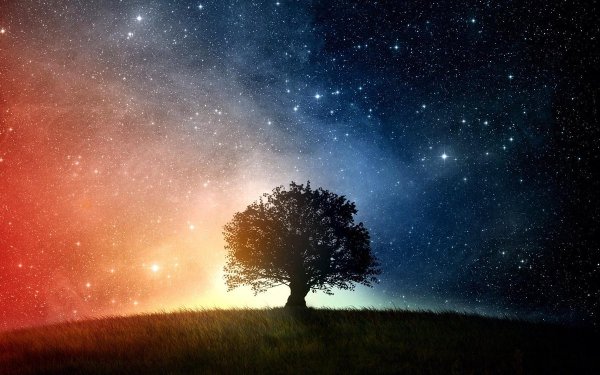 Звездное небо деревья