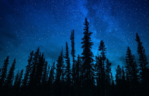 Лес на фоне звездного неба