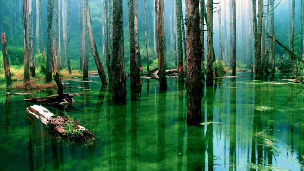 Болотистые леса Румыния