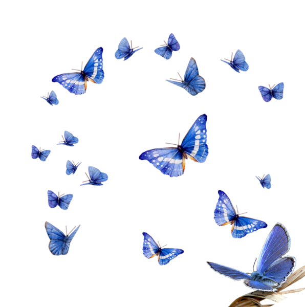 ФО О бабочки прозрачной
