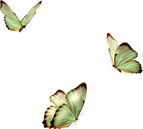 Бабочки летают на белом фоне