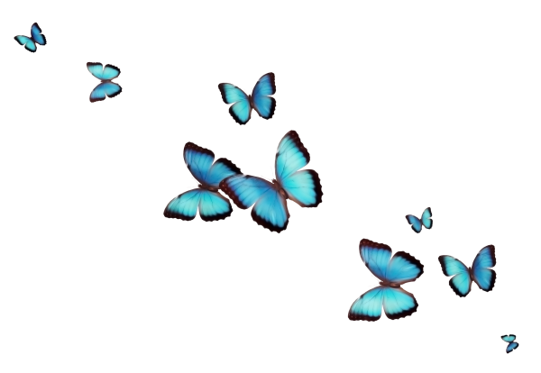 Картинка бабочка на прозрачном фоне