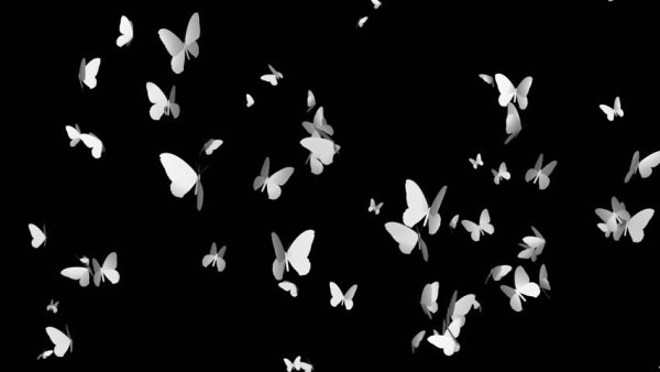 Темные бабочки на белом фоне