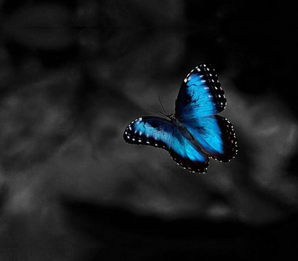 Летающие бабочки на черном фоне