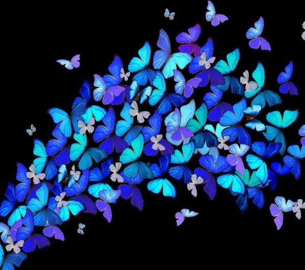 Много разноцветных бабочек