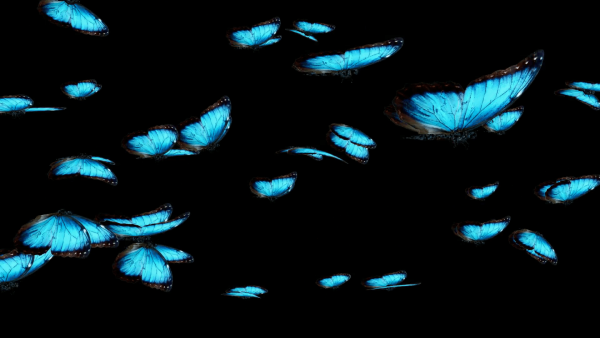 Синяя бабочка на черном фоне