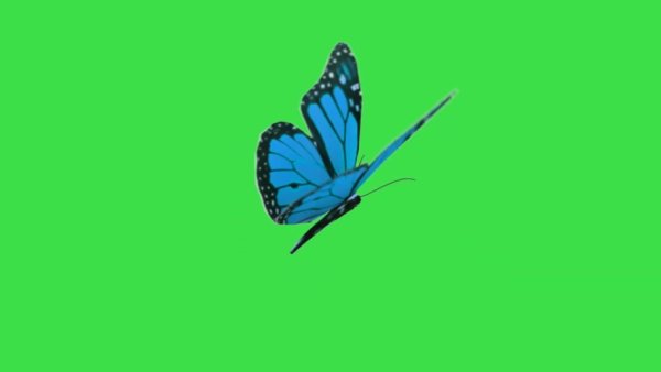 Летающие бабочки на зеленом фоне