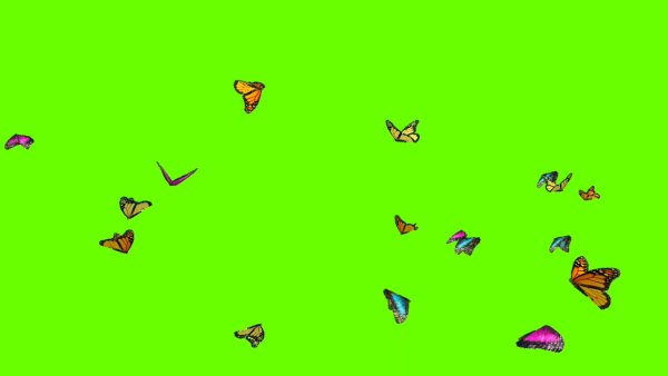 Футаж бабочки на зеленом фоне
