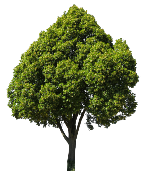 Большое зеленое дерево