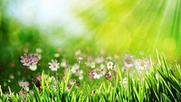 Зеленая трава с цветами