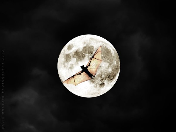 Летучая мышка на фоне Луны
