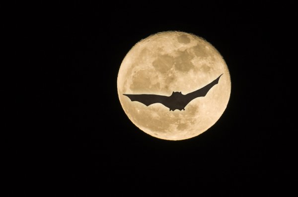 Летучая мышь на фоне Луны картинки