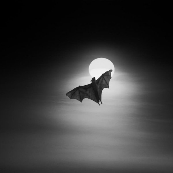 Летучие мыши на фоне луны арт