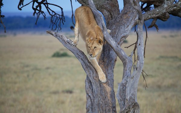 Лев на фоне дерева