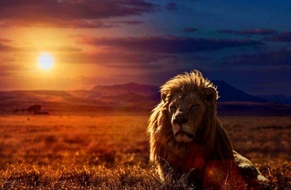 Лев на закате