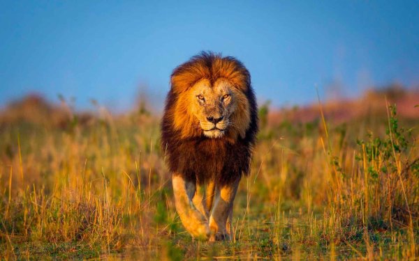 Лев на фоне природы