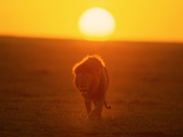 Лев в лучах солнца