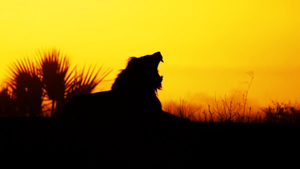 Лев на фоне солнца