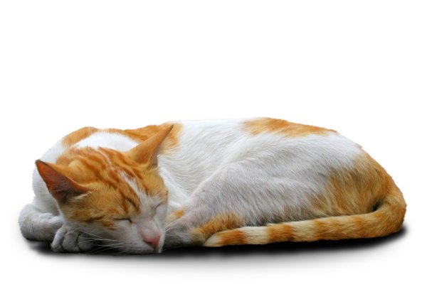 Лежащий кот на белом фоне