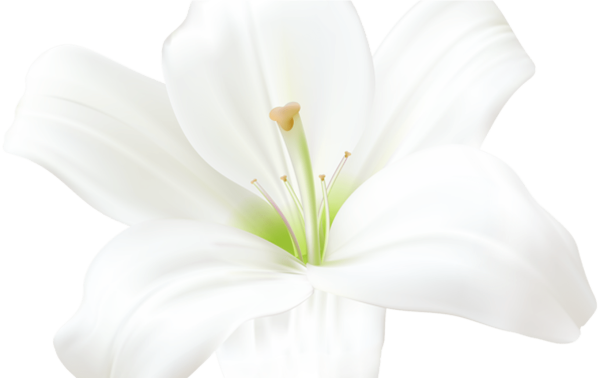 Амариллис белладонна белый
