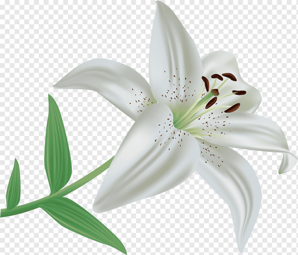 Лилии на белом фоне