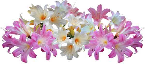 Лилия цветы на белом фоне