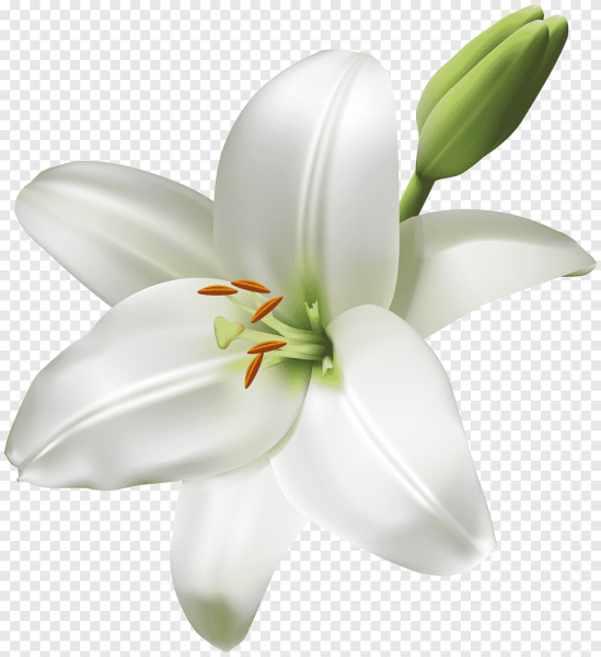 Лилия гиппеаструм цветок белая