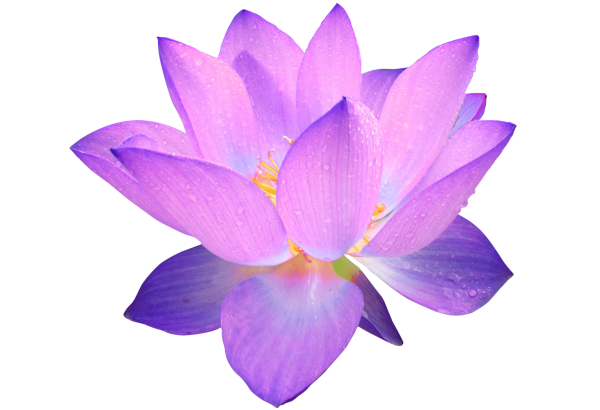 Лотос цветок фиолетовый