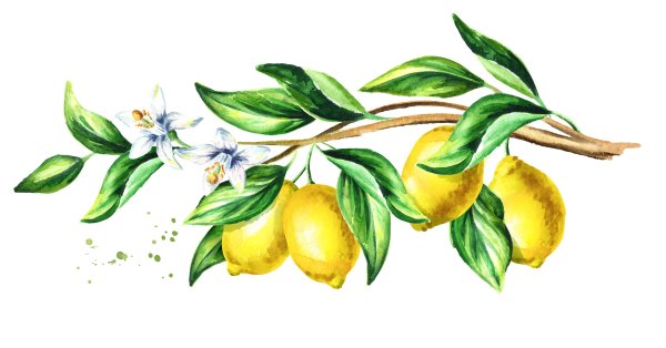 Лимон на дереве на белом фоне