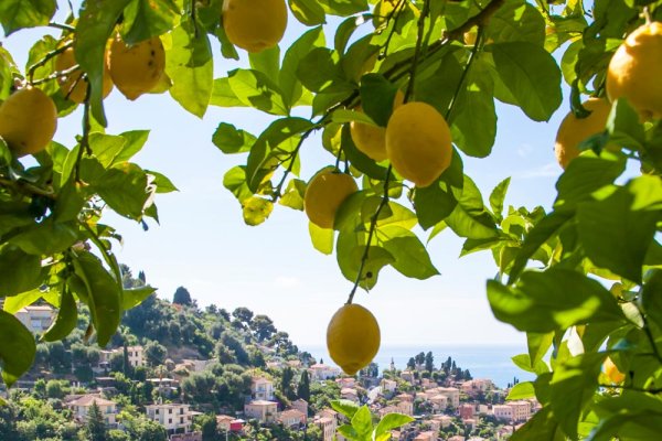 Лимонный сад в Сицилии