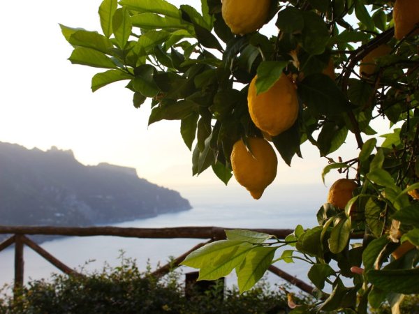 Лимонные деревья Сицилия Италия
